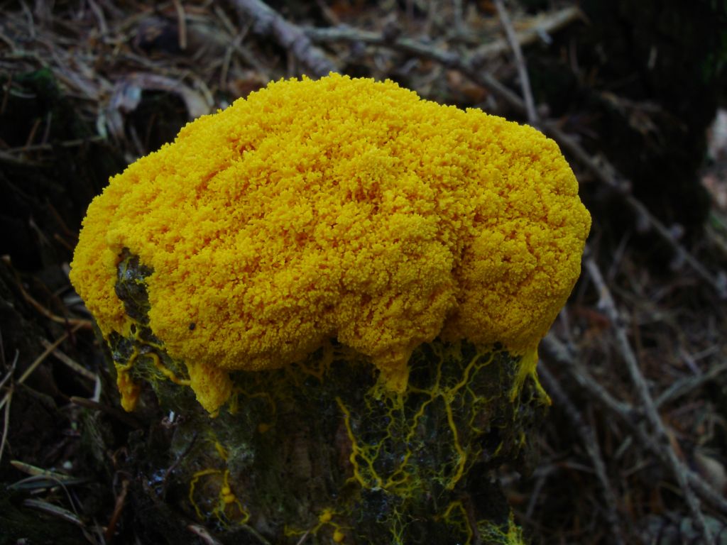 Bosco di Namos (BL) 25-06-2006